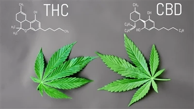 Kakšna je razlika med THC in CBD