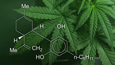 CBD, marihuana in konoplja: Kakšna je razlika med temi izdelki iz konoplje in...