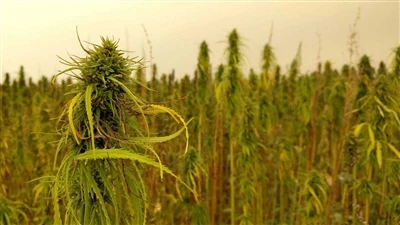 Izjemne novice o CBD: Kanadska podjetja za proizvodnjo konoplje so se umaknil...