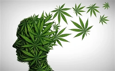 Kako uporabljati CBD olje za optimalne koristi: Celoten vodnik?